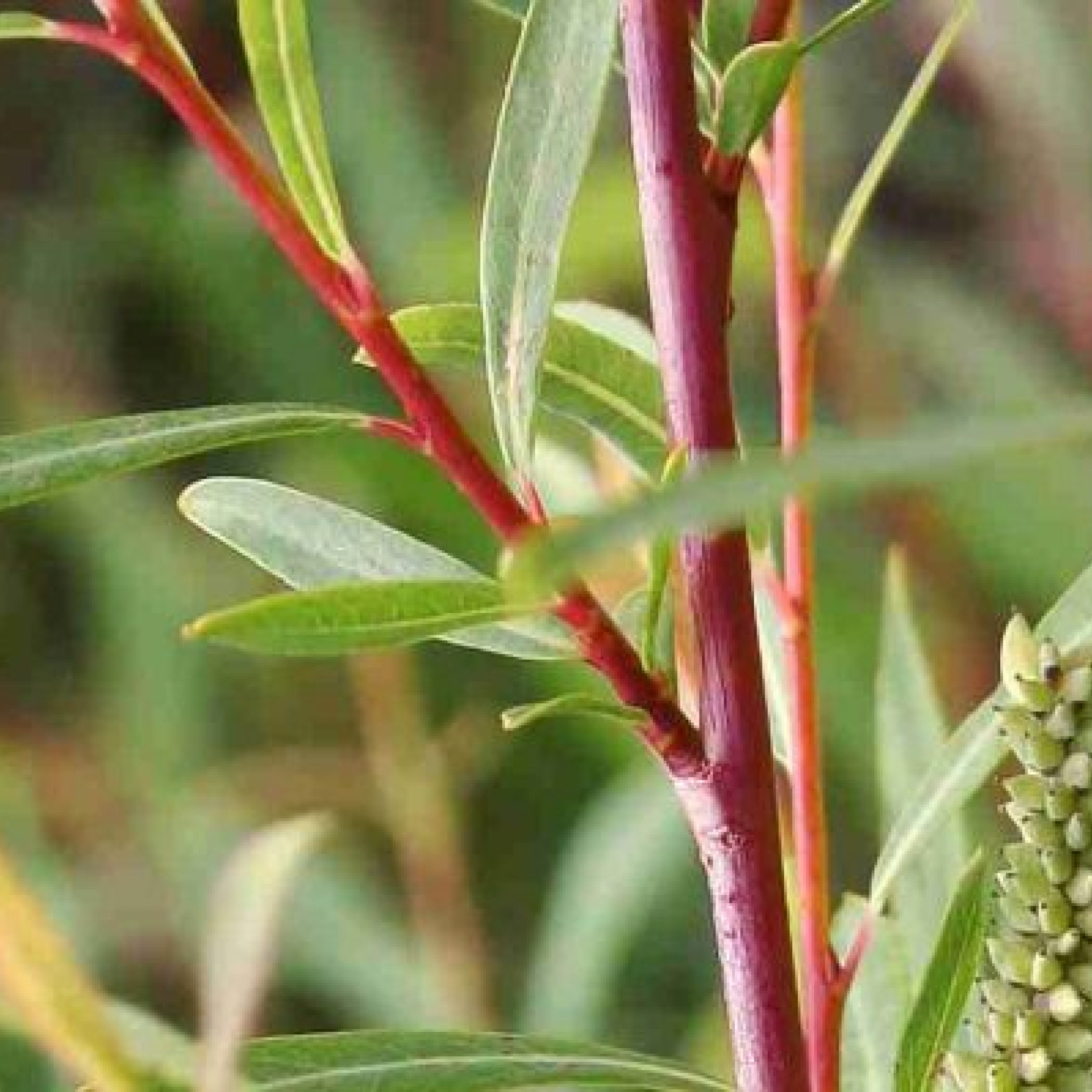 Your Best Defense Against Dandruff: RootBoost Serum